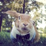 852b2ca30ddc4f328dde225e5df84a81